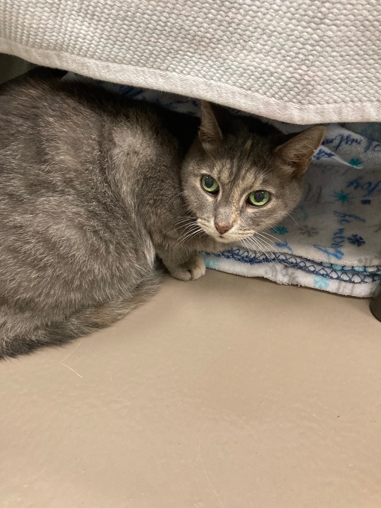 Momma Kitty *Sponsored Senior * Bonded with Buddy