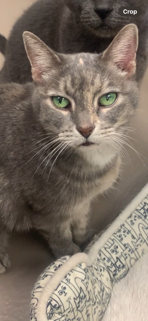 Momma Kitty *Sponsored Senior * Bonded with Buddy