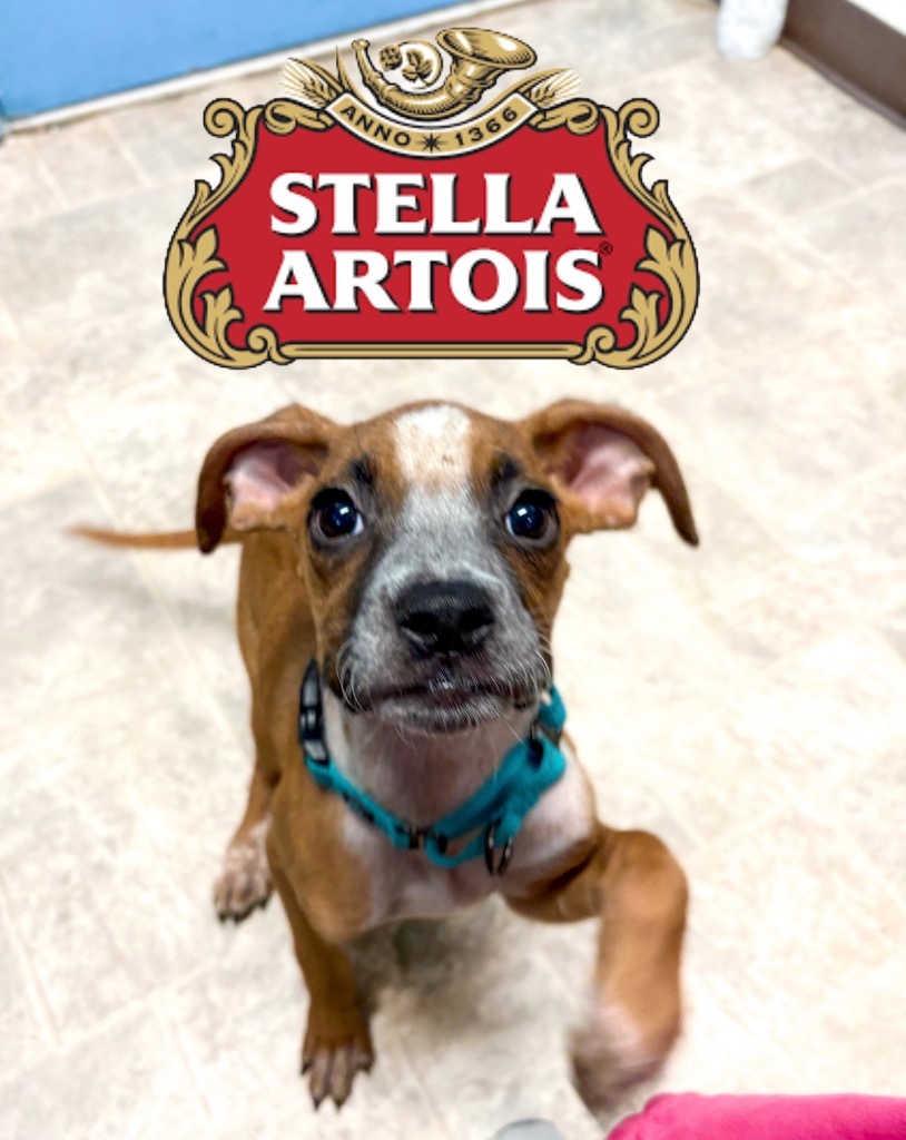 Stella Artois