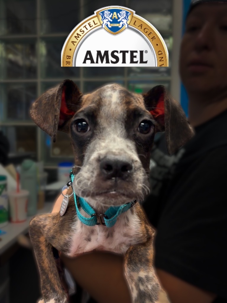 Amstel
