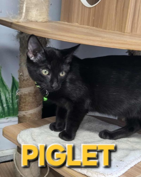 Piglet