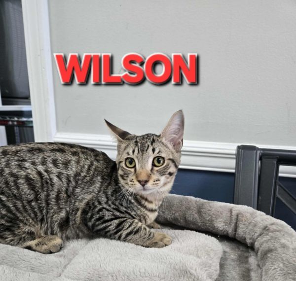 Wilson
