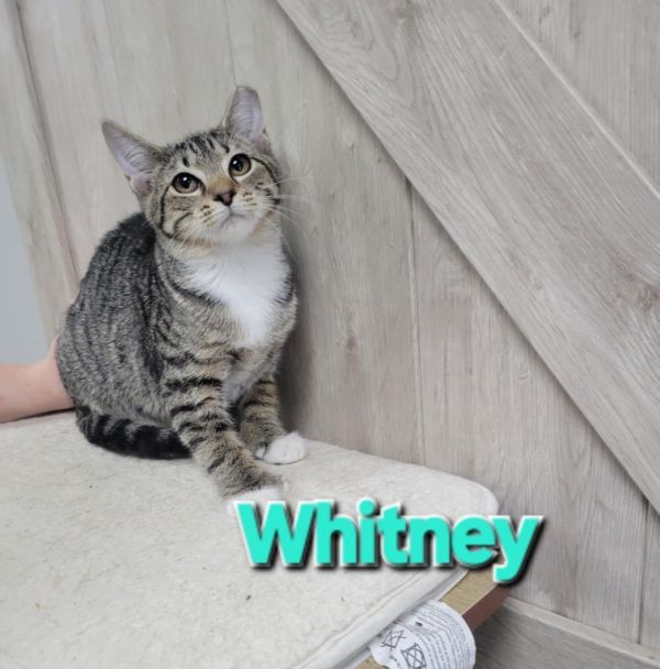 Whitney
