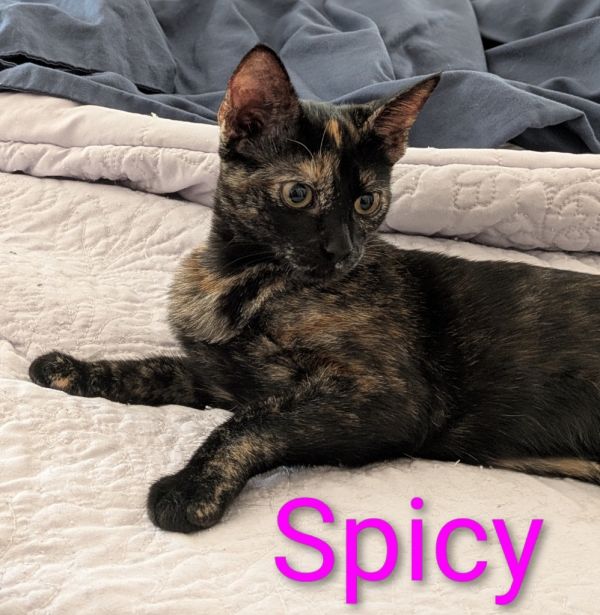Spicy thumbnail 3