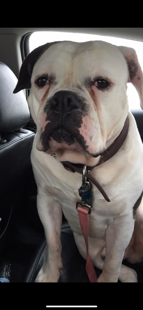 Bruno