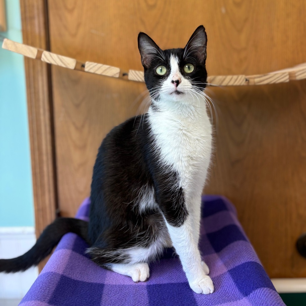 Begonia--In Foster, an adoptable Domestic Short Hair in Fargo, ND, 58102 | Photo Image 1