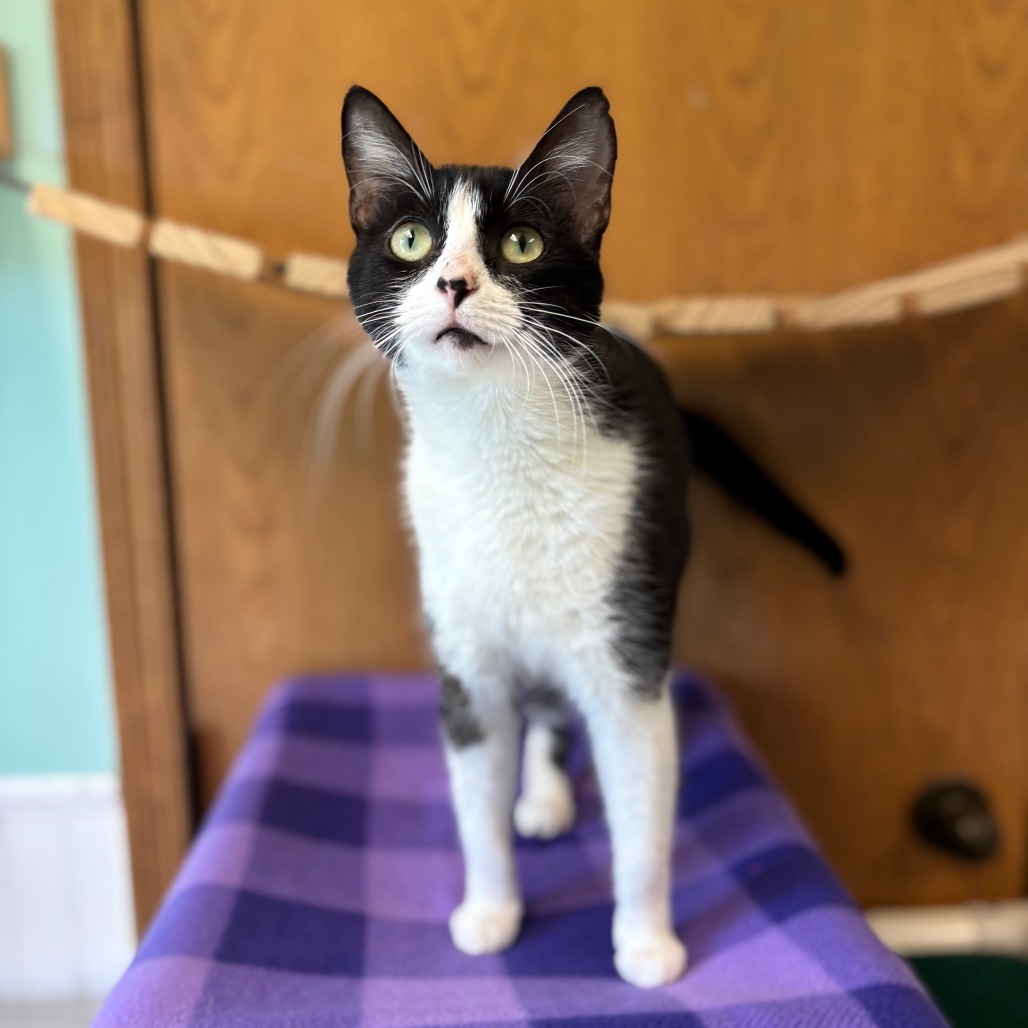 Begonia--In Foster, an adoptable Domestic Short Hair in Fargo, ND, 58102 | Photo Image 2