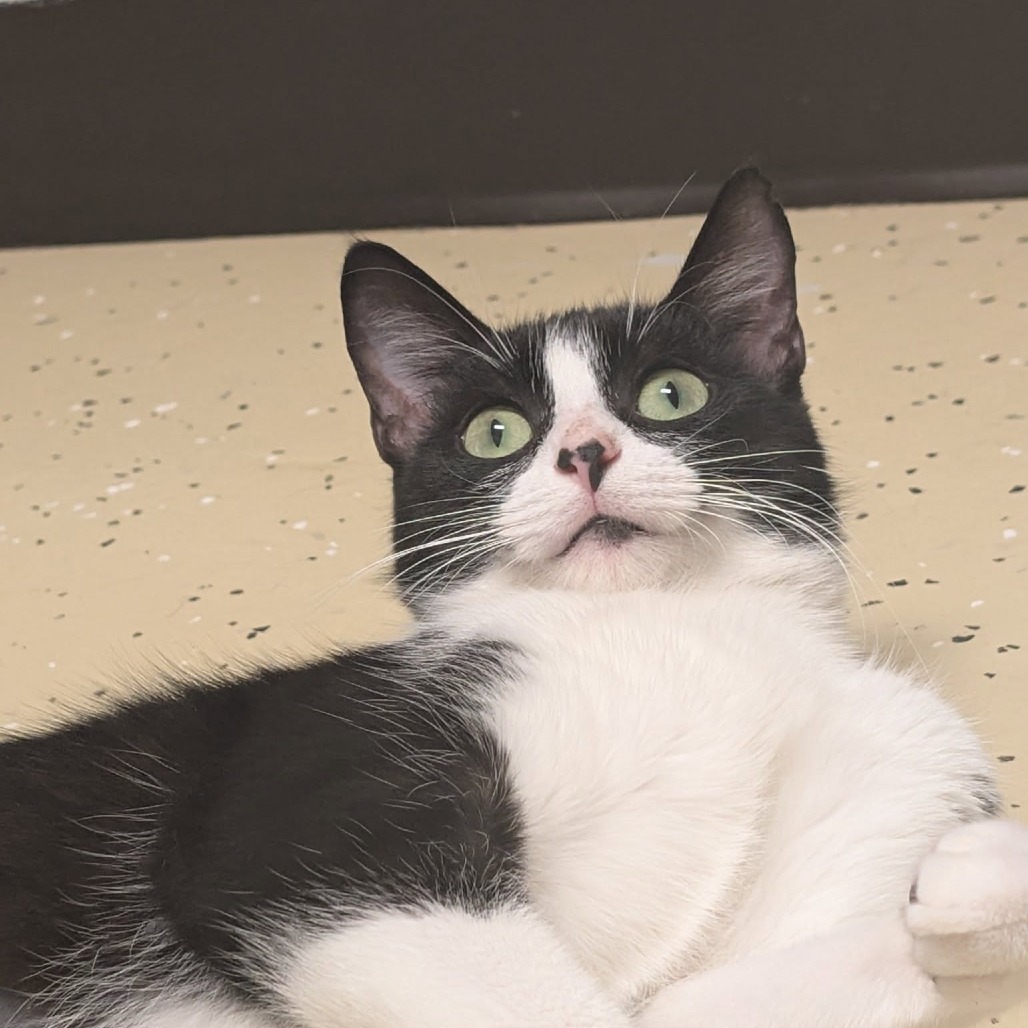 Begonia--In Foster, an adoptable Domestic Short Hair in Fargo, ND, 58102 | Photo Image 3