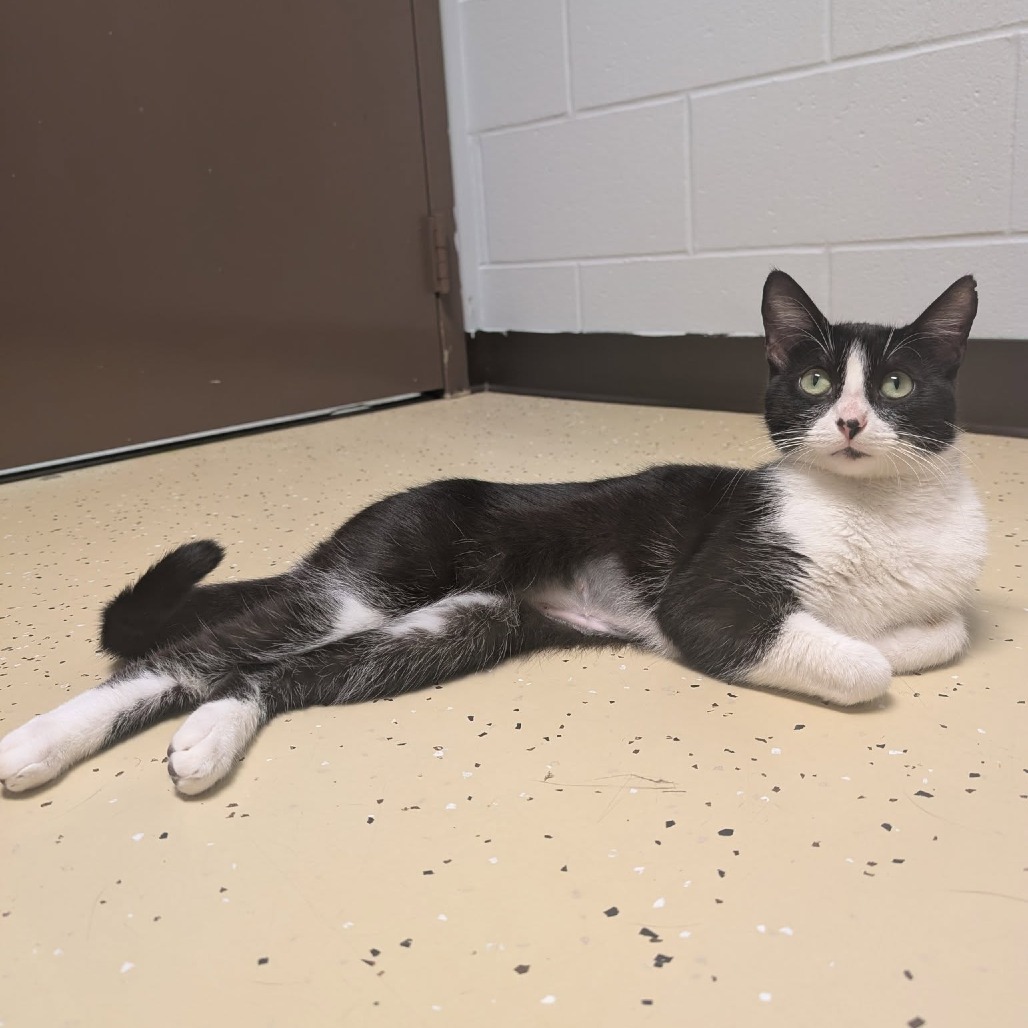 Begonia--In Foster, an adoptable Domestic Short Hair in Fargo, ND, 58102 | Photo Image 4