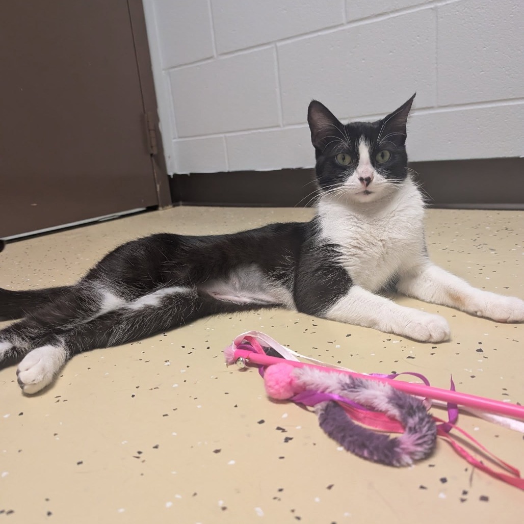 Begonia--In Foster, an adoptable Domestic Short Hair in Fargo, ND, 58102 | Photo Image 5