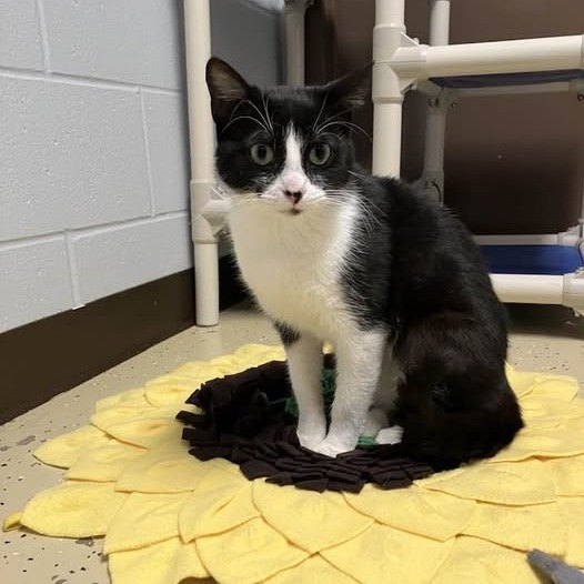 Begonia--In Foster, an adoptable Domestic Short Hair in Fargo, ND, 58102 | Photo Image 6