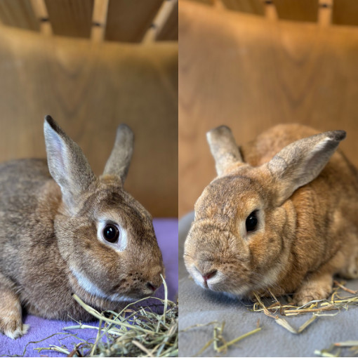 Radish--In Foster