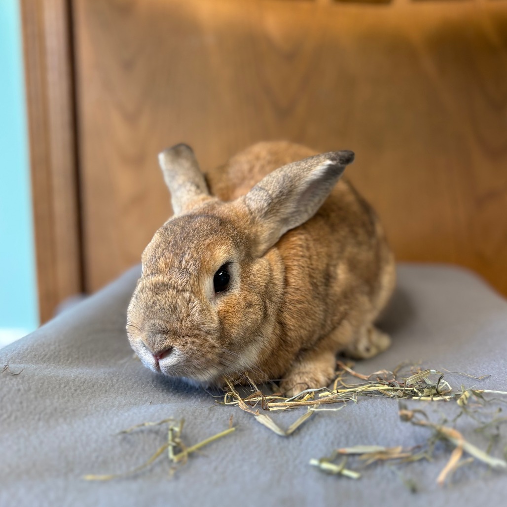 Radish--In Foster