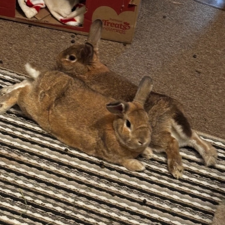 Radish--In Foster