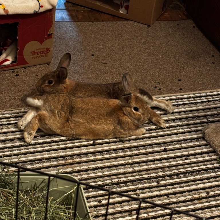 Radish--In Foster