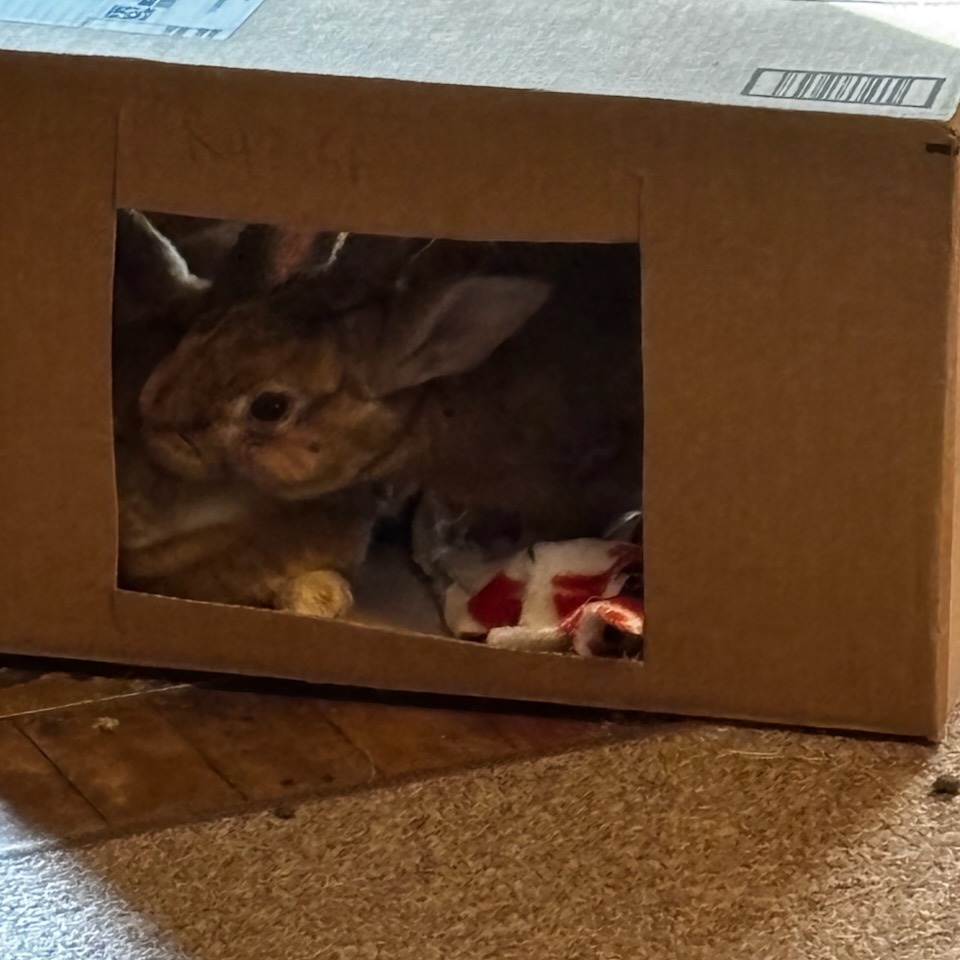 Radish--In Foster