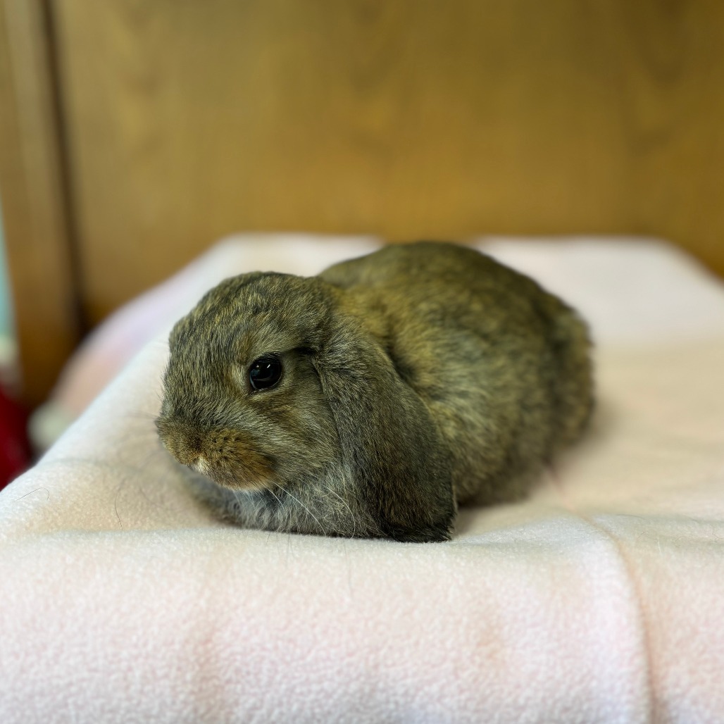 Jive--In Foster
