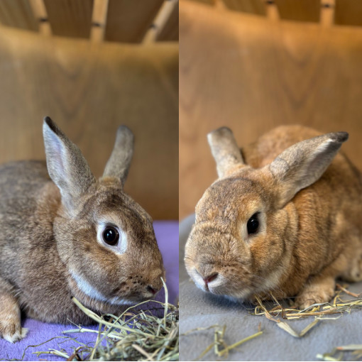 Frolic--In Foster
