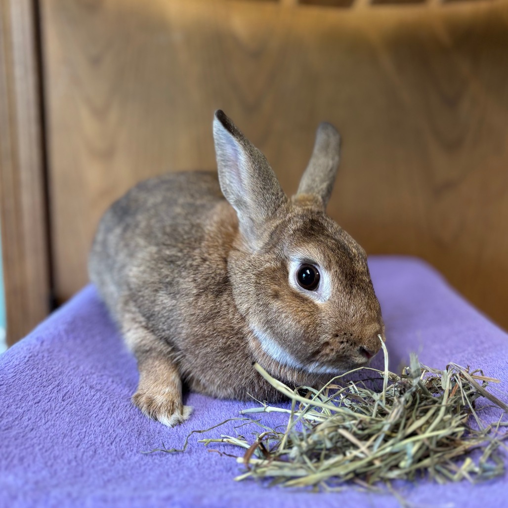Frolic--In Foster