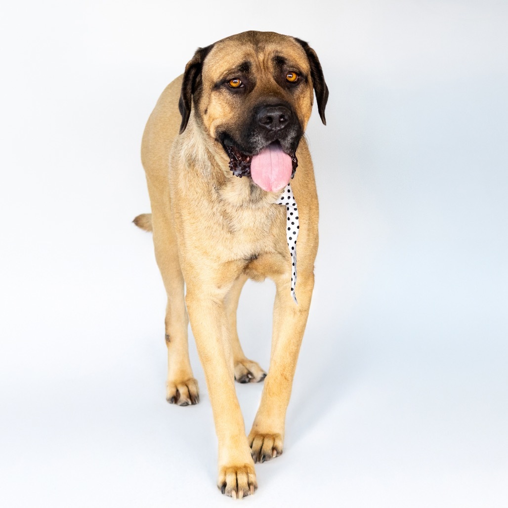 Marmaduke