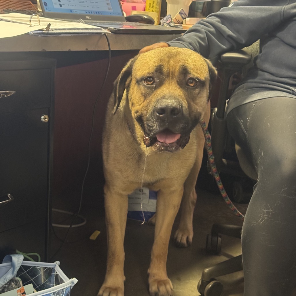 Marmaduke