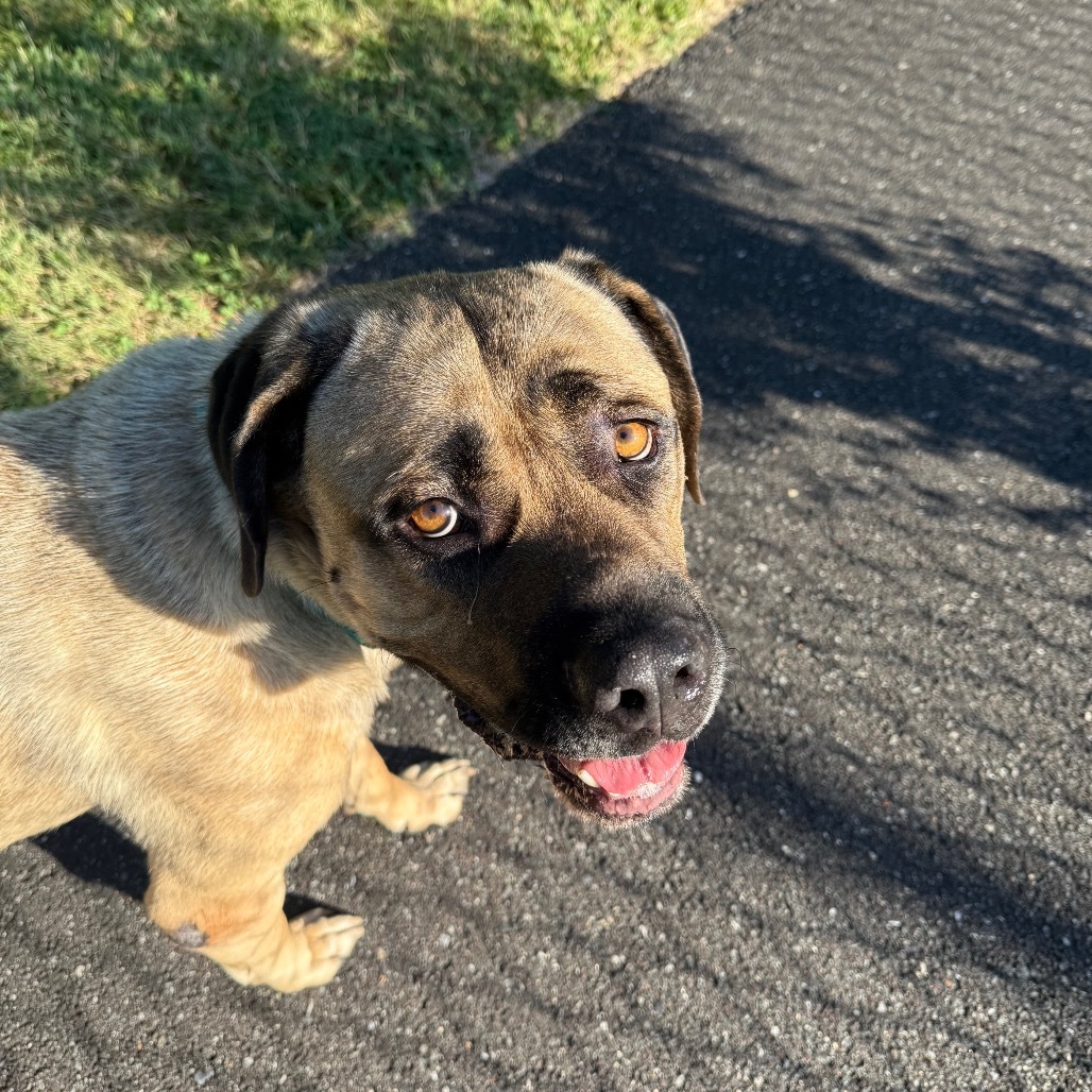 Marmaduke