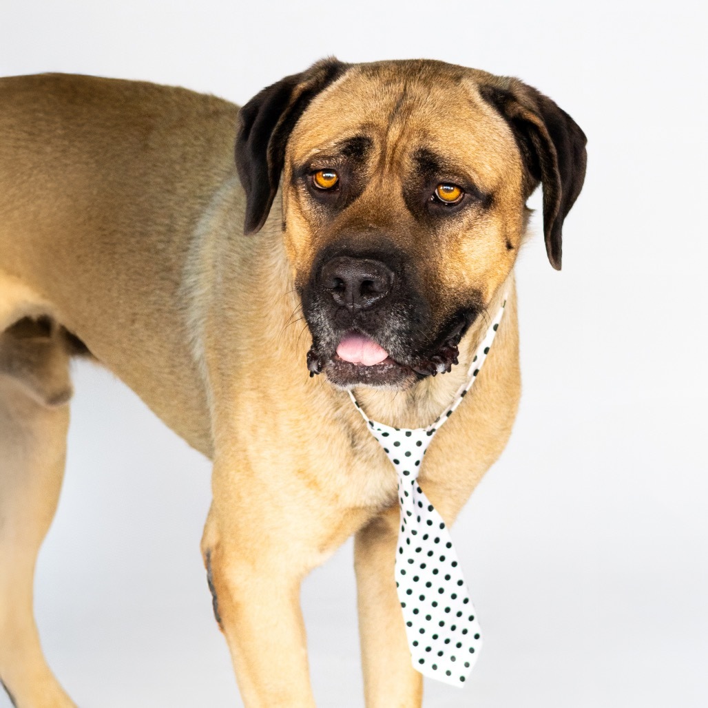 Marmaduke