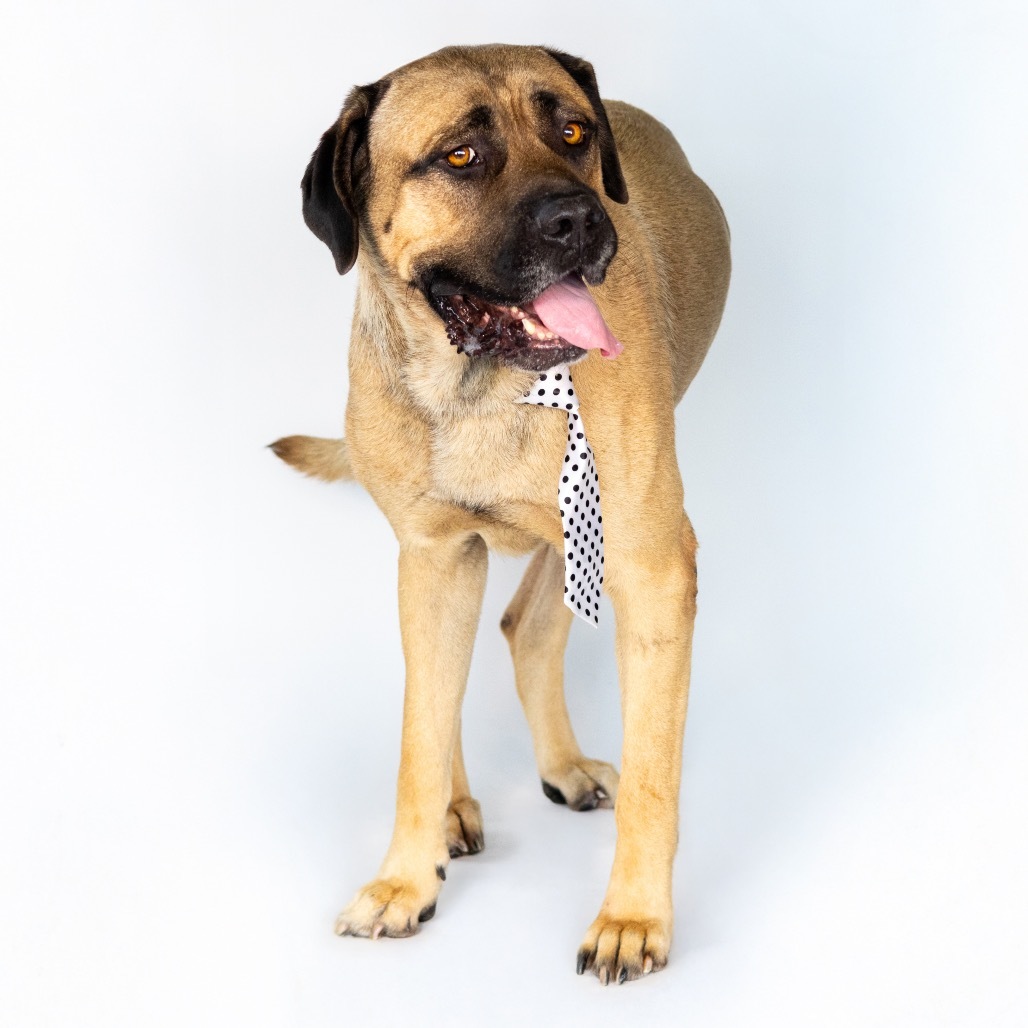 Marmaduke