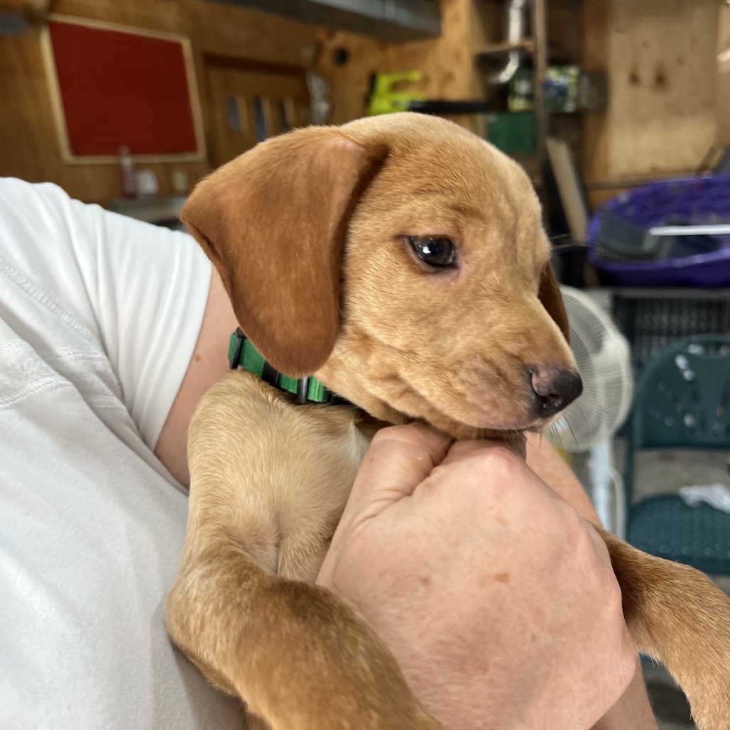 Bruce, an adoptable Mixed Breed in Bismarck, ND, 58507 | Photo Image 2