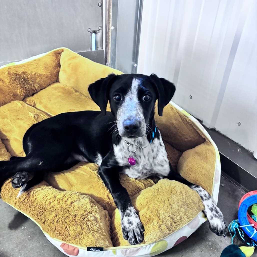 Cricket, an adoptable Mixed Breed in Bismarck, ND, 58507 | Photo Image 1