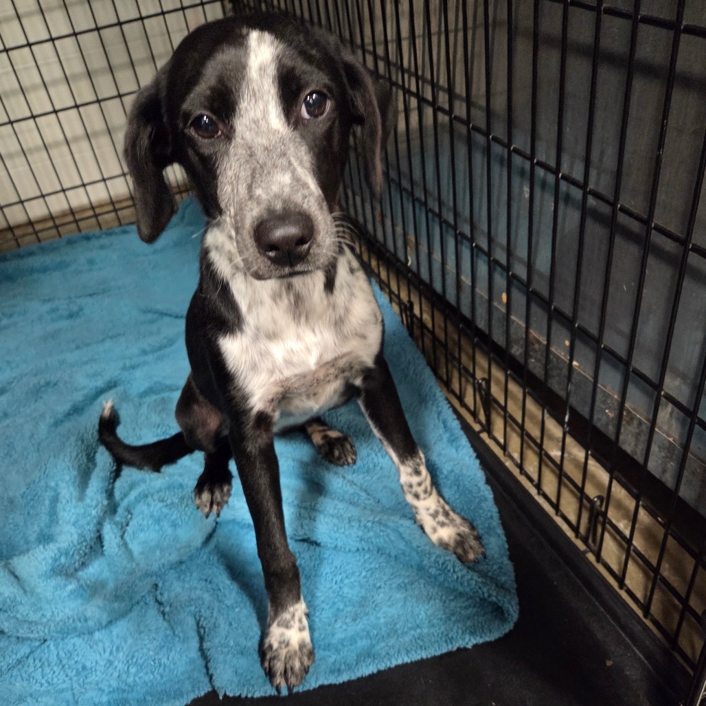 Cricket, an adoptable Mixed Breed in Bismarck, ND, 58507 | Photo Image 2