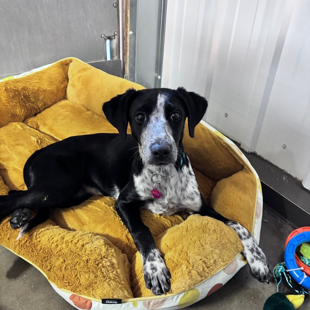 Cricket, an adoptable Mixed Breed in Bismarck, ND, 58507 | Photo Image 3