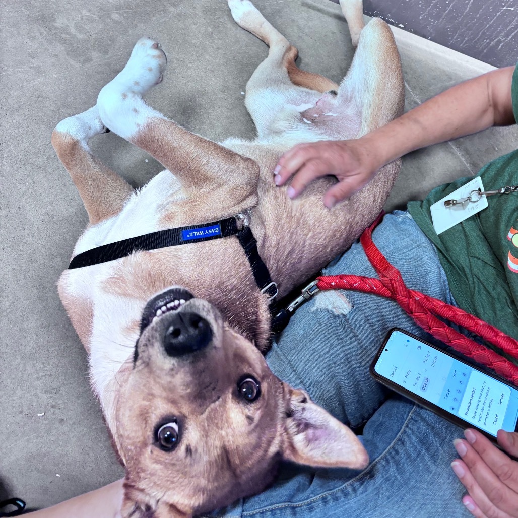 Red, an adoptable Mixed Breed in Bismarck, ND, 58507 | Photo Image 1