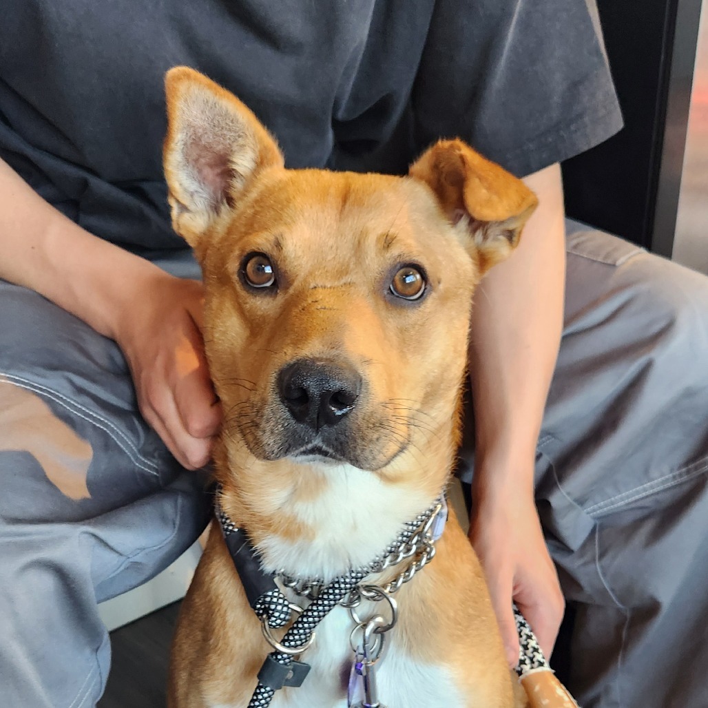 Red, an adoptable Mixed Breed in Bismarck, ND, 58507 | Photo Image 2