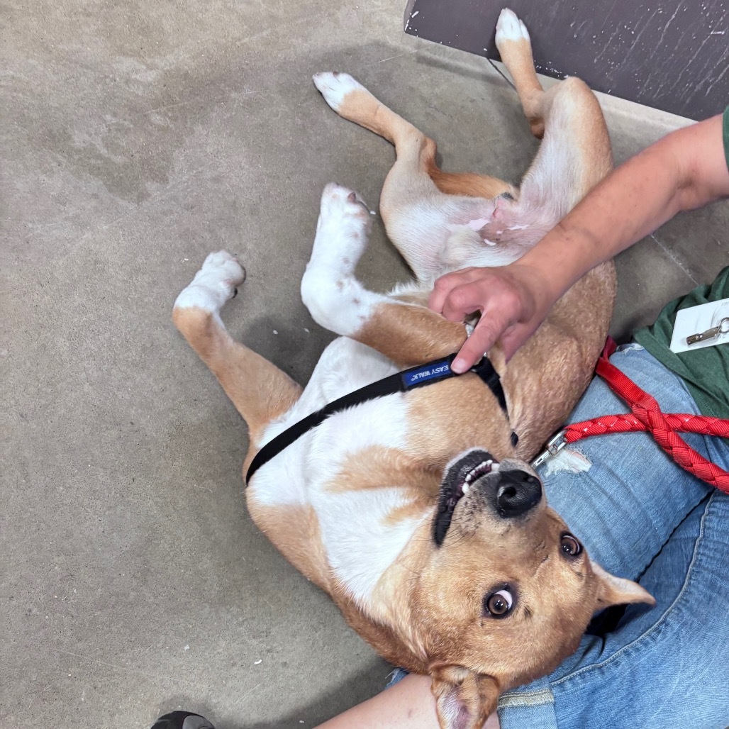 Red, an adoptable Mixed Breed in Bismarck, ND, 58507 | Photo Image 3