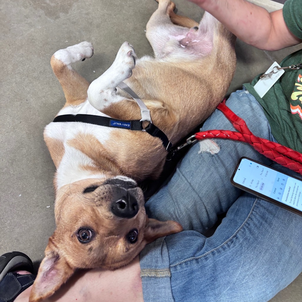 Red, an adoptable Mixed Breed in Bismarck, ND, 58507 | Photo Image 4