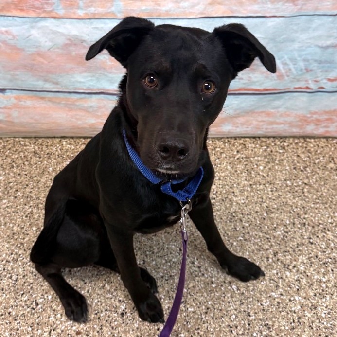 Tairn, an adoptable Mixed Breed in Cheyenne, WY, 82007 | Photo Image 1