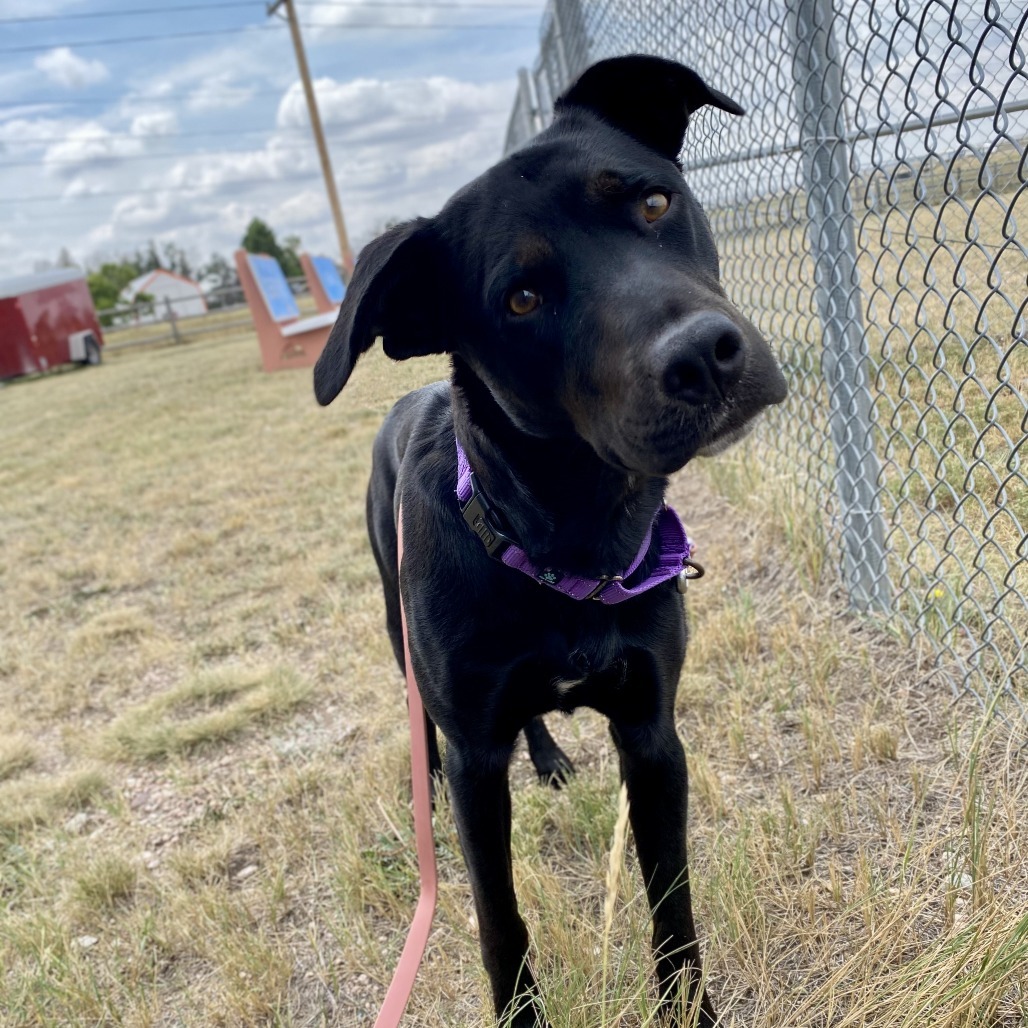 Tairn, an adoptable Mixed Breed in Cheyenne, WY, 82007 | Photo Image 3
