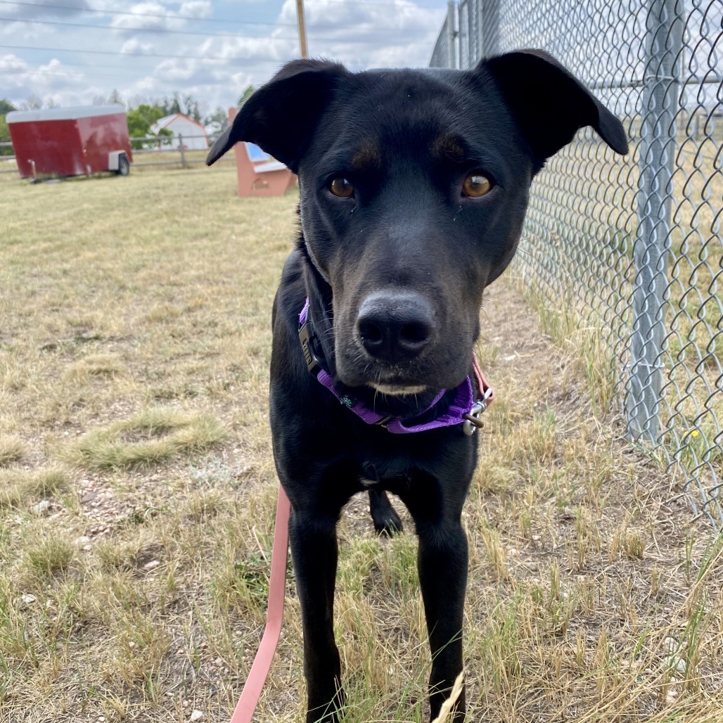 Tairn, an adoptable Mixed Breed in Cheyenne, WY, 82007 | Photo Image 4