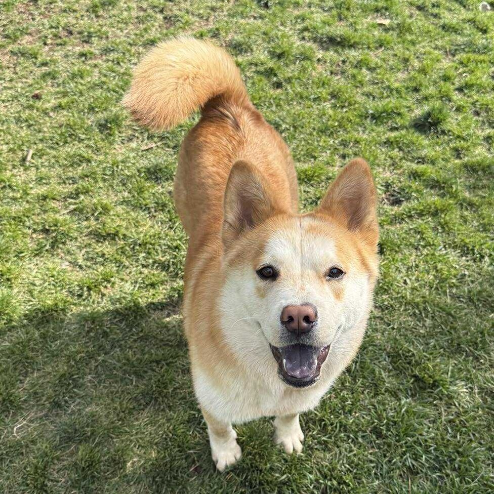 Kohana (**Adoption Fee Sponsored!**), an adoptable Shiba Inu, Mixed Breed in Bend, OR, 97702 | Photo Image 1