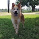 Kohana (**Adoption Fee Sponsored!**), an adoptable Shiba Inu, Mixed Breed in Bend, OR, 97702 | Photo Image 2