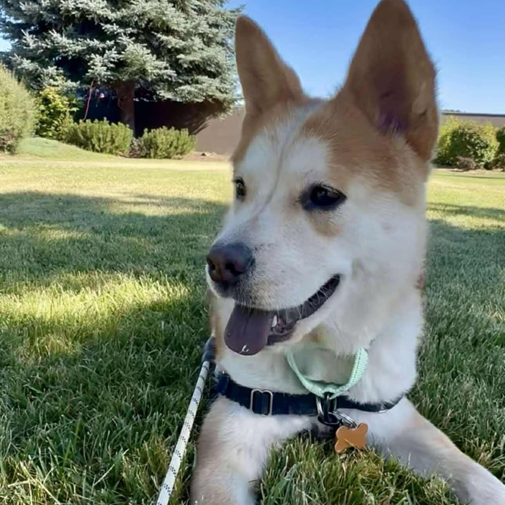 Kohana (**Adoption Fee Sponsored!**), an adoptable Shiba Inu, Mixed Breed in Bend, OR, 97702 | Photo Image 3