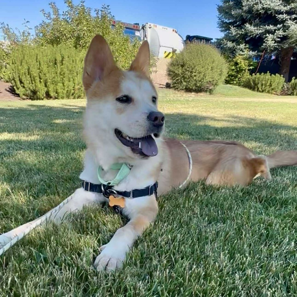 Kohana (**Adoption Fee Sponsored!**), an adoptable Shiba Inu, Mixed Breed in Bend, OR, 97702 | Photo Image 4