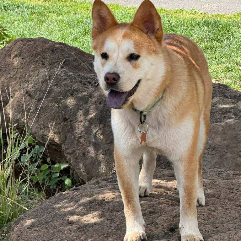Kohana (**Adoption Fee Sponsored!**), an adoptable Shiba Inu, Mixed Breed in Bend, OR, 97702 | Photo Image 5
