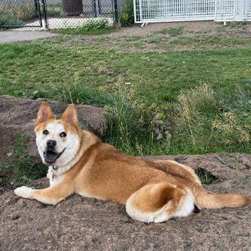 Kohana (**Adoption Fee Sponsored!**), an adoptable Shiba Inu, Mixed Breed in Bend, OR, 97702 | Photo Image 6