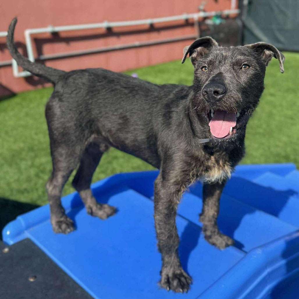 Bam/Brumble, an adoptable Terrier in Bend, OR, 97702 | Photo Image 1