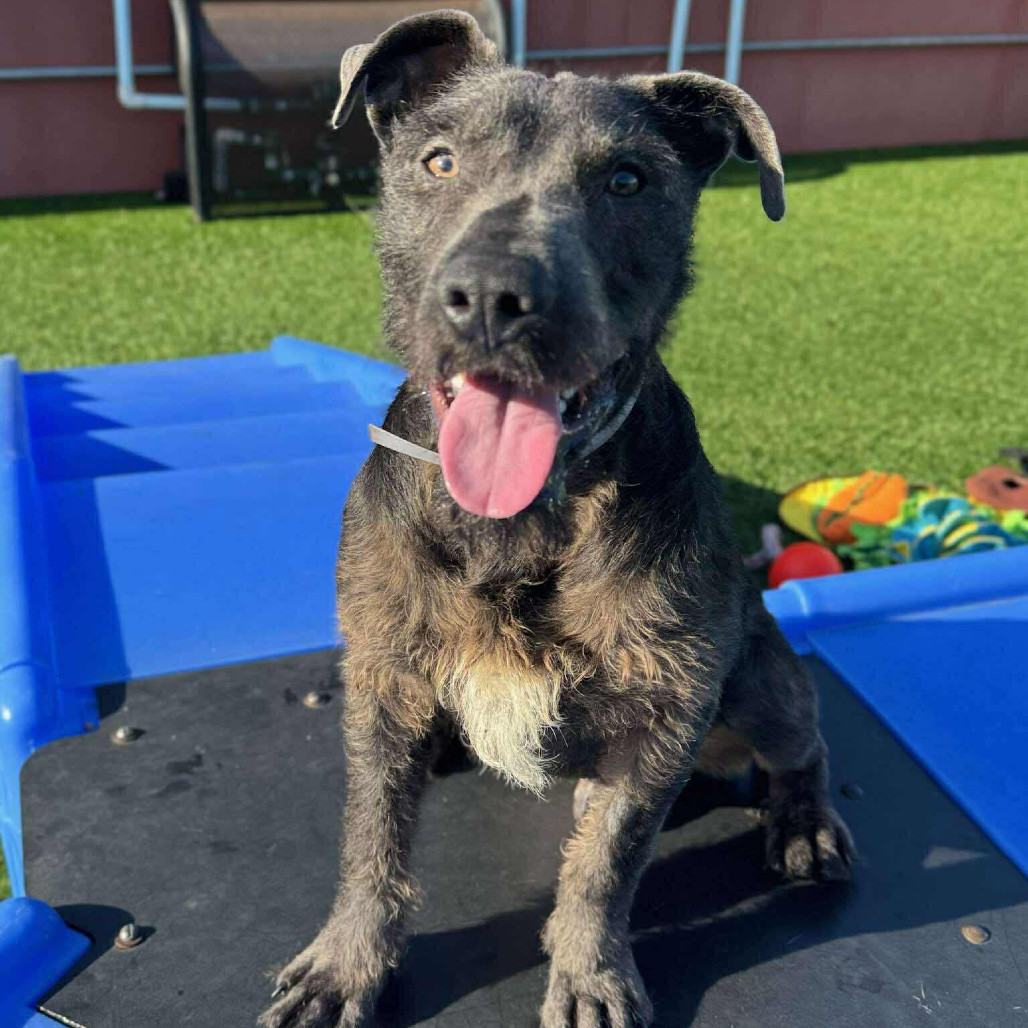 Bam/Brumble, an adoptable Terrier in Bend, OR, 97702 | Photo Image 2
