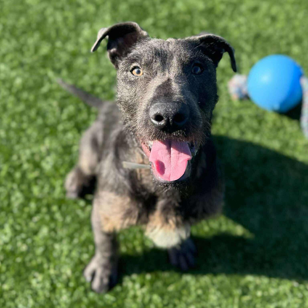 Bam/Brumble, an adoptable Terrier in Bend, OR, 97702 | Photo Image 3