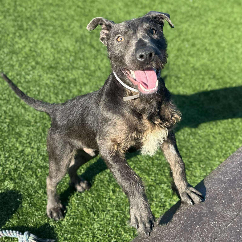 Bam/Brumble, an adoptable Terrier in Bend, OR, 97702 | Photo Image 4