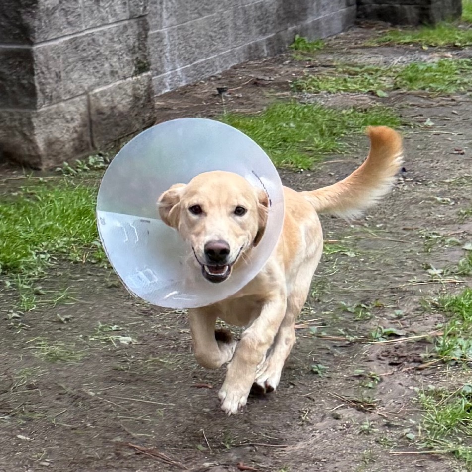 Gino